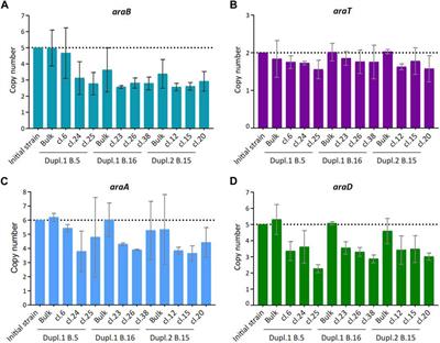 Genomic and metabolic instability during long-term fermentation of an industrial Saccharomyces cerevisiae strain engineered for C5 sugar utilization